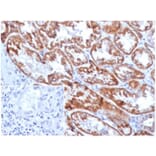 Immunohistochemistry - Anti-FGF23 Antibody [FGF23/4169] - BSA and Azide free (A278420) - Antibodies.com