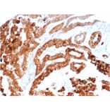Immunohistochemistry - Anti-TIM3 Antibody [TIM3/4024] - BSA and Azide free (A278421) - Antibodies.com