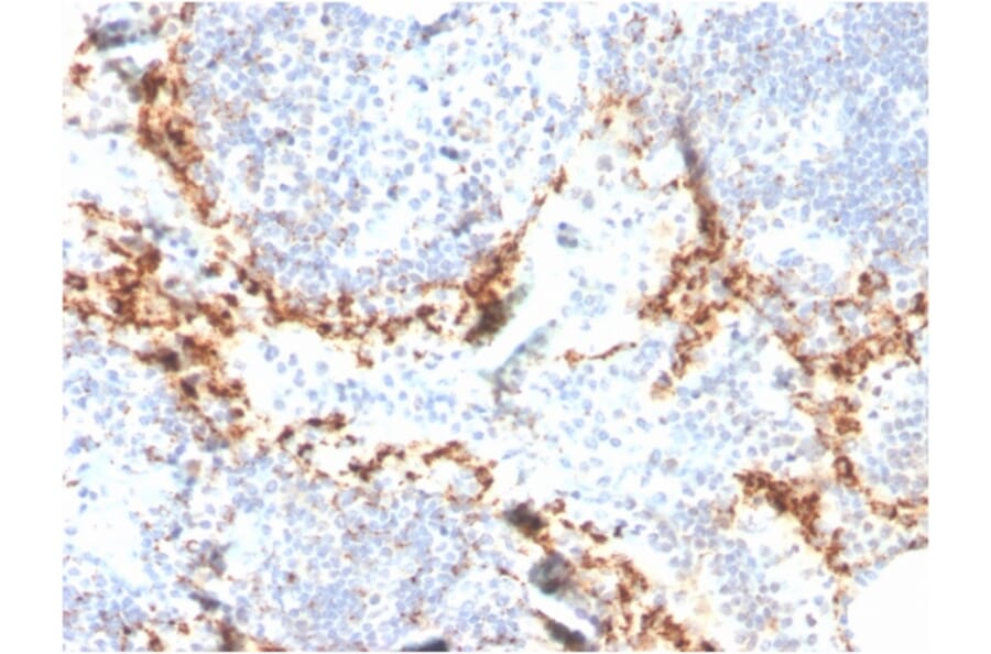 Immunohistochemistry - Anti-TIM3 Antibody [TIM3/4024] - BSA and Azide free (A278421) - Antibodies.com