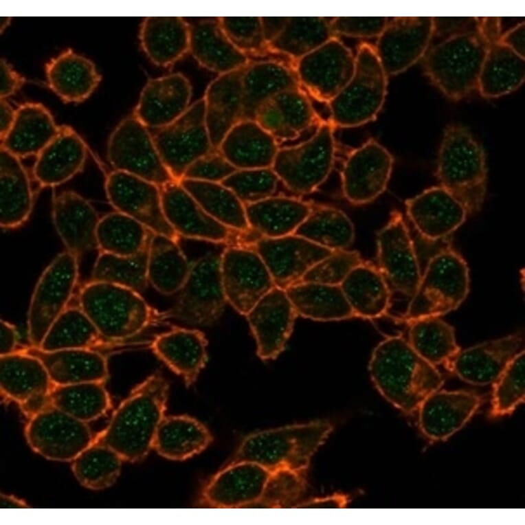 Immunofluorescence - Anti-CBFB Antibody [PCRP-CBFB-1F6] - BSA and Azide free (A278424) - Antibodies.com