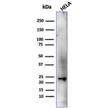 Western Blot - Anti-CBFB Antibody [PCRP-CBFB-1F6] - BSA and Azide free (A278424) - Antibodies.com