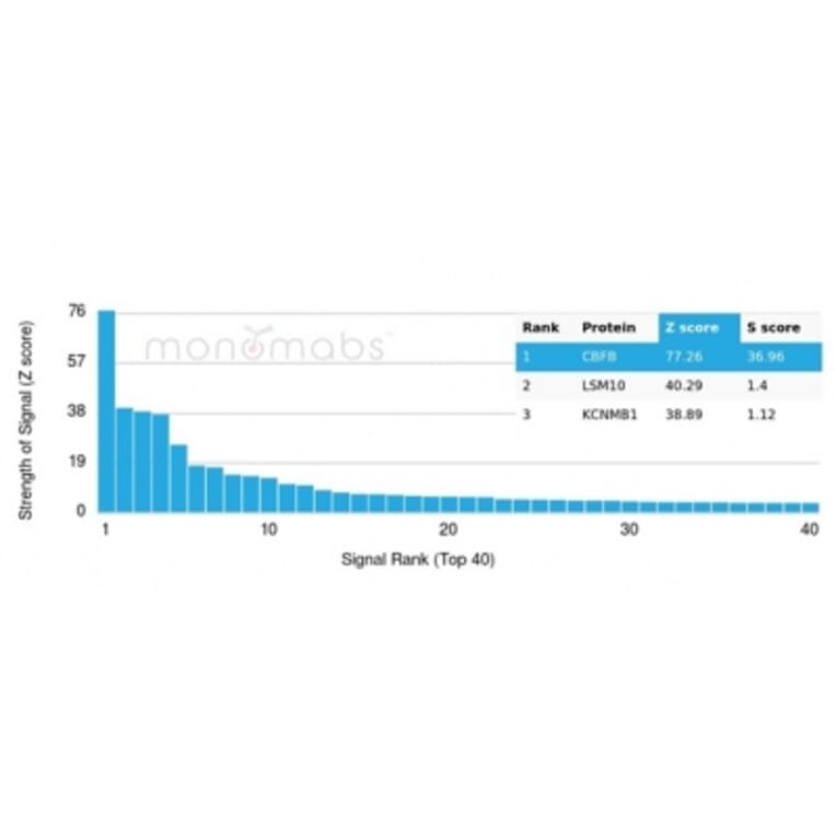 Protein Array - Anti-CBFB Antibody [PCRP-CBFB-1F6] - BSA and Azide free (A278424) - Antibodies.com