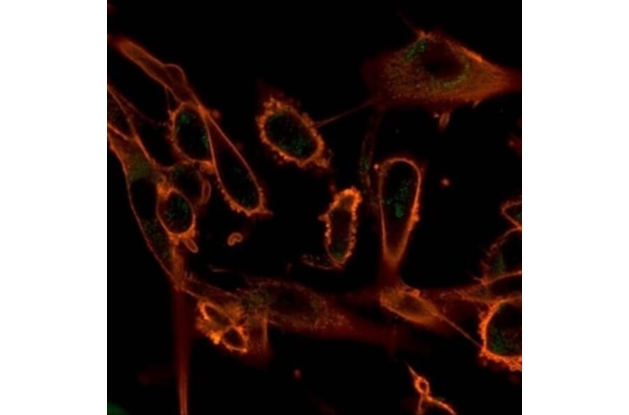 Immunofluorescence - Anti-CBFB Antibody [PCRP-CBFB-1E6] - BSA and Azide free (A278425) - Antibodies.com