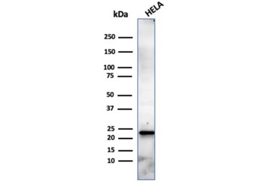 Western Blot - Anti-CBFB Antibody [PCRP-CBFB-1E6] - BSA and Azide free (A278425) - Antibodies.com