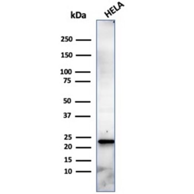 Western Blot - Anti-CBFB Antibody [PCRP-CBFB-1E6] - BSA and Azide free (A278425) - Antibodies.com