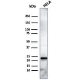 Western Blot - Anti-CBFB Antibody [PCRP-CBFB-1E6] - BSA and Azide free (A278425) - Antibodies.com