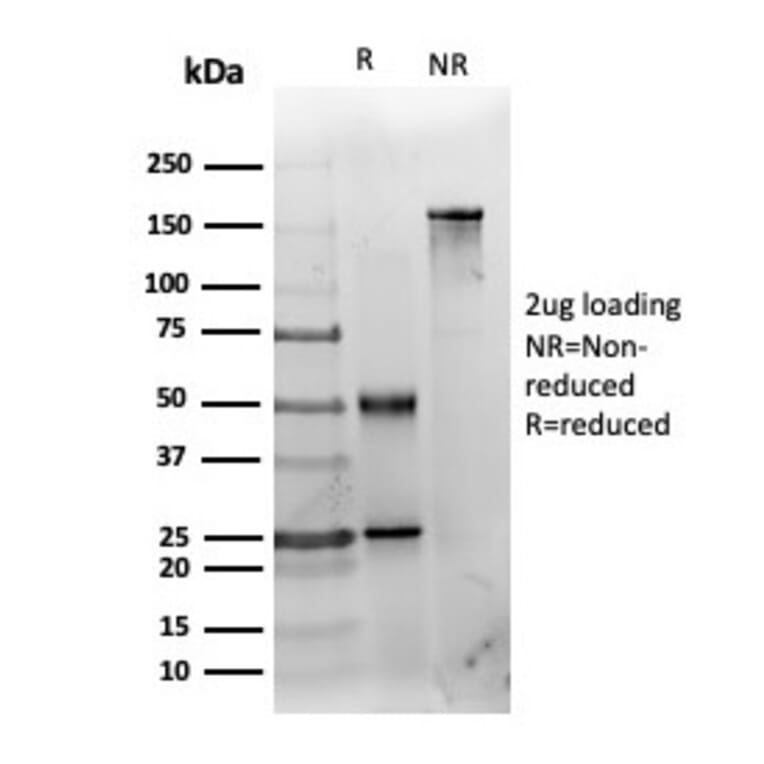 SDS-PAGE - Anti-HDAC3 Antibody [PCRP-HDAC3-2D4] - BSA and Azide free (A278426) - Antibodies.com