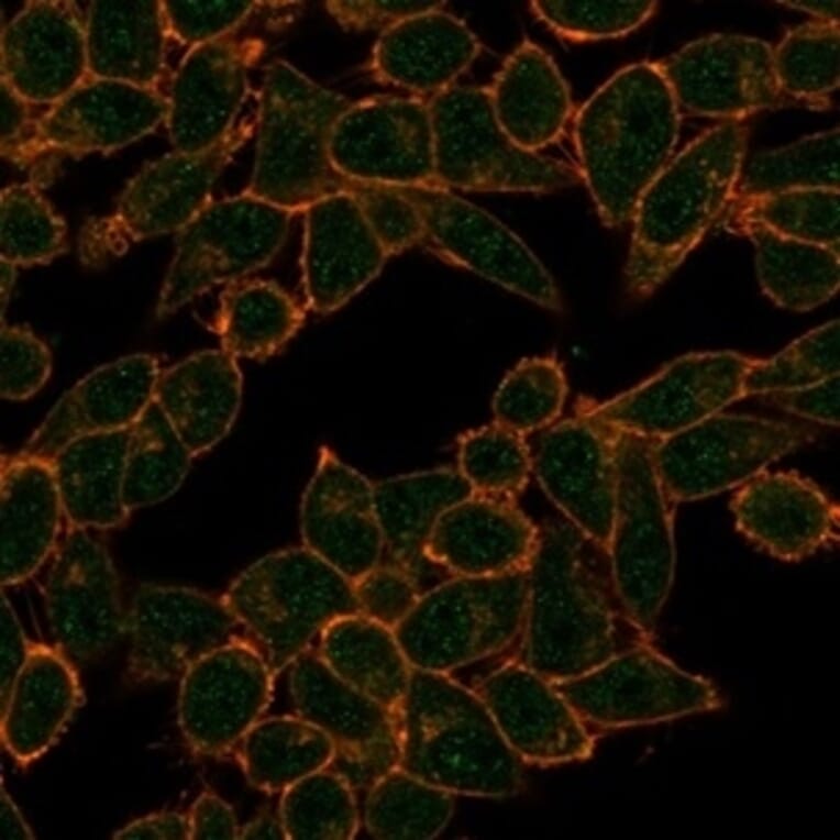 Immunofluorescence - Anti-HDAC3 Antibody [PCRP-HDAC3-2D4] - BSA and Azide free (A278426) - Antibodies.com