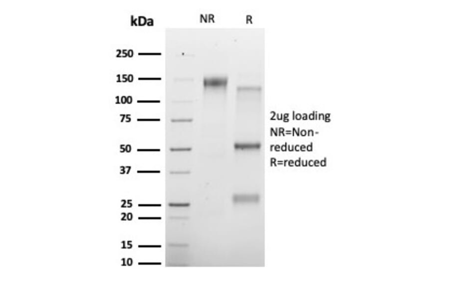 SDS-PAGE - Anti-HDAC3 Antibody [PCRP-HDAC3-3C9] - BSA and Azide free (A278427) - Antibodies.com