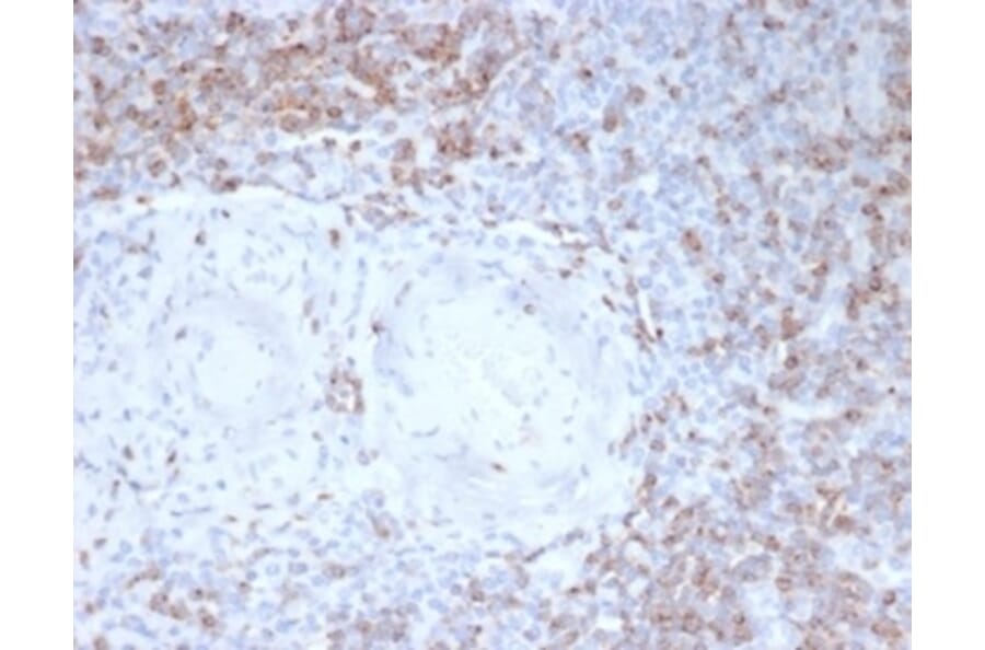 Immunohistochemistry - Anti-CD2 Antibody [LFA2/7102] - BSA and Azide free (A278428) - Antibodies.com
