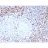 Immunohistochemistry - Anti-CD2 Antibody [LFA2/7102] - BSA and Azide free (A278428) - Antibodies.com