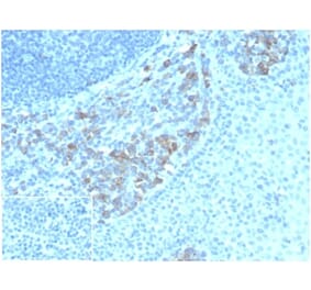 Immunohistochemistry - Anti-CD5L Antibody [CD5L/4420] - BSA and Azide free (A278431) - Antibodies.com