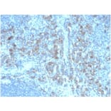 Immunohistochemistry - Anti-CD5L Antibody [CD5L/4420] - BSA and Azide free (A278431) - Antibodies.com