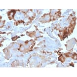 Immunohistochemistry - Anti-L-PLUNC Antibody [LPLUNC1/3206] - BSA and Azide free (A278432) - Antibodies.com