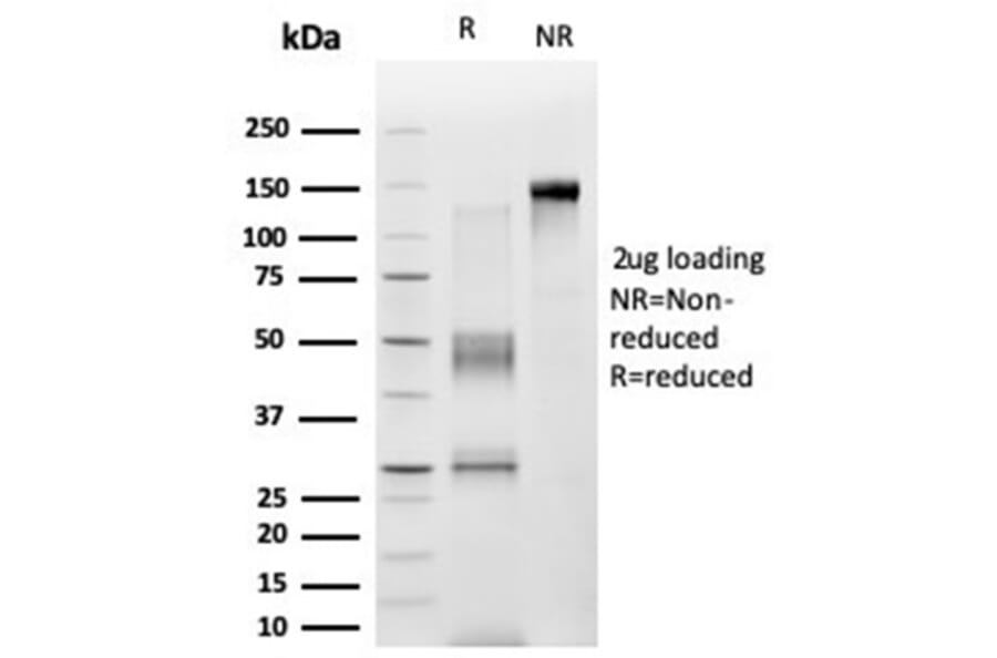 SDS-PAGE - Anti-ZNF276 Antibody [PCRP-ZNF276-1A5] - BSA and Azide free (A278433) - Antibodies.com