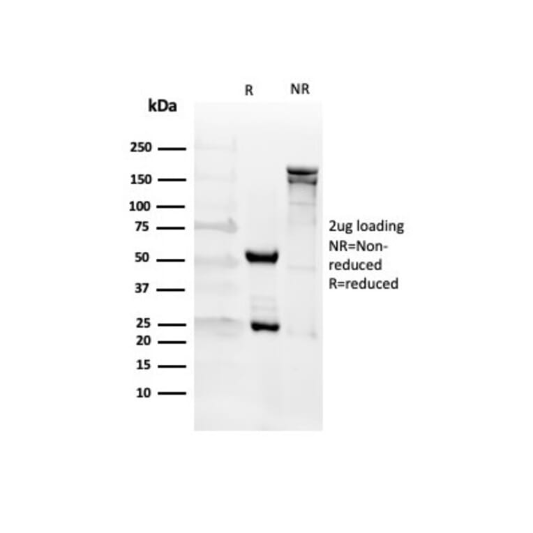 SDS-PAGE - Anti-CD27 Antibody [LPFS2/4176] - BSA and Azide free (A278435) - Antibodies.com