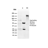 SDS-PAGE - Anti-CD27 Antibody [LPFS2/4176] - BSA and Azide free (A278435) - Antibodies.com