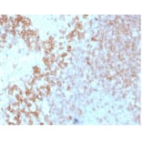 Immunohistochemistry - Anti-CD27 Antibody [LPFS2/4178] - BSA and Azide free (A278436) - Antibodies.com