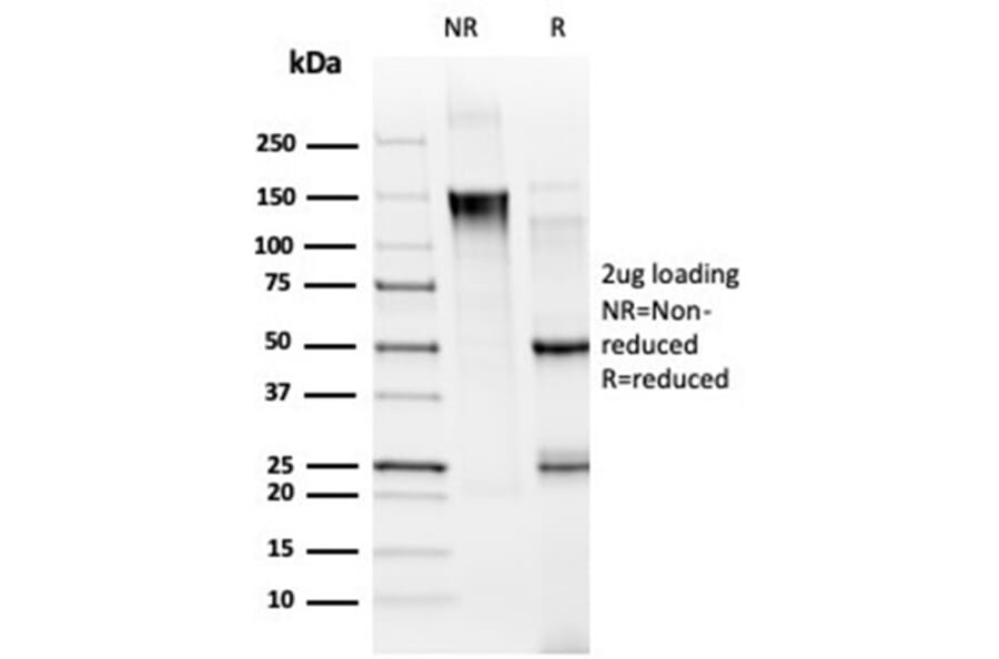 SDS-PAGE - Anti-MED21 Antibody [PCRP-MED21-4B5] - BSA and Azide free (A278437) - Antibodies.com