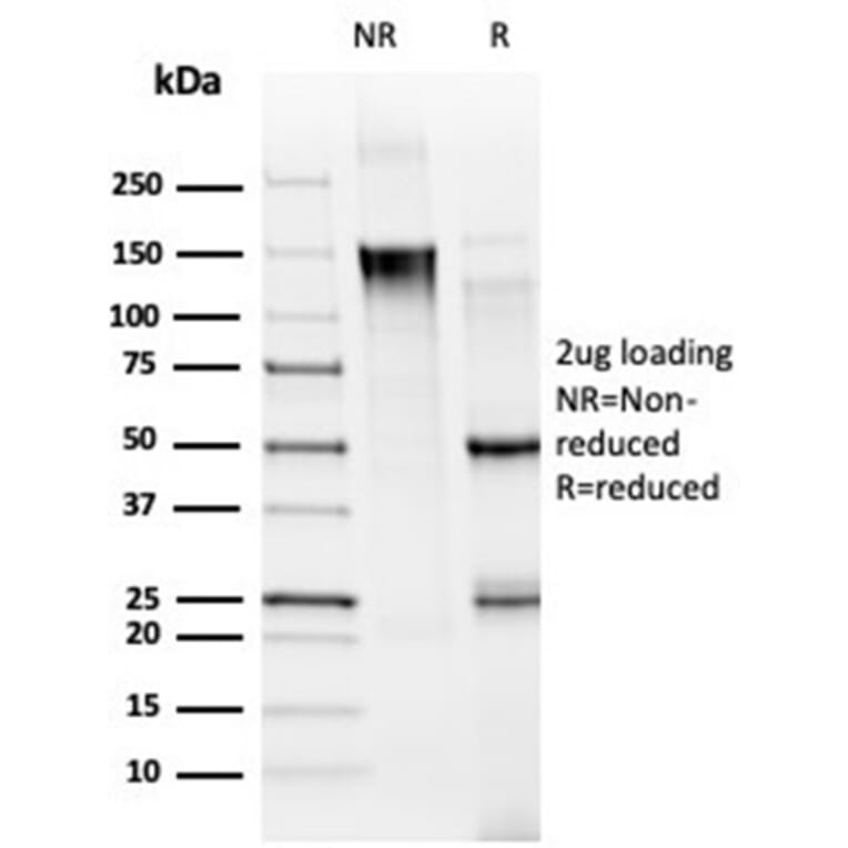 SDS-PAGE - Anti-MED21 Antibody [PCRP-MED21-4B5] - BSA and Azide free (A278437) - Antibodies.com