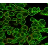 Immunofluorescence - Anti-MED21 Antibody [PCRP-MED21-4B5] - BSA and Azide free (A278437) - Antibodies.com