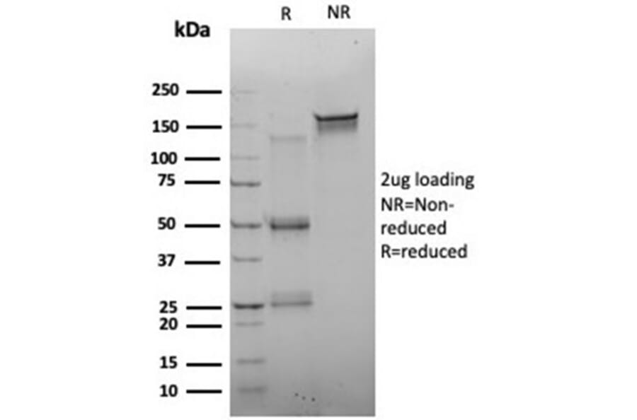 SDS-PAGE - Anti-FOXQ1 Antibody [PCRP-FOXQ1-2D2] - BSA and Azide free (A278438) - Antibodies.com