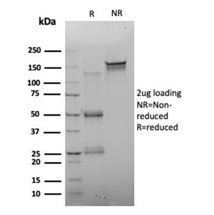 SDS-PAGE - Anti-FOXQ1 Antibody [PCRP-FOXQ1-2D2] - BSA and Azide free (A278438) - Antibodies.com