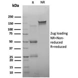 SDS-PAGE - Anti-FOXQ1 Antibody [PCRP-FOXQ1-2D2] - BSA and Azide free (A278438) - Antibodies.com