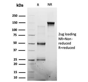 SDS-PAGE - Anti-MED7 Antibody [PCRP-MED7-1B8] - BSA and Azide free (A278439) - Antibodies.com