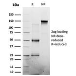 SDS-PAGE - Anti-MED7 Antibody [PCRP-MED7-1B8] - BSA and Azide free (A278439) - Antibodies.com