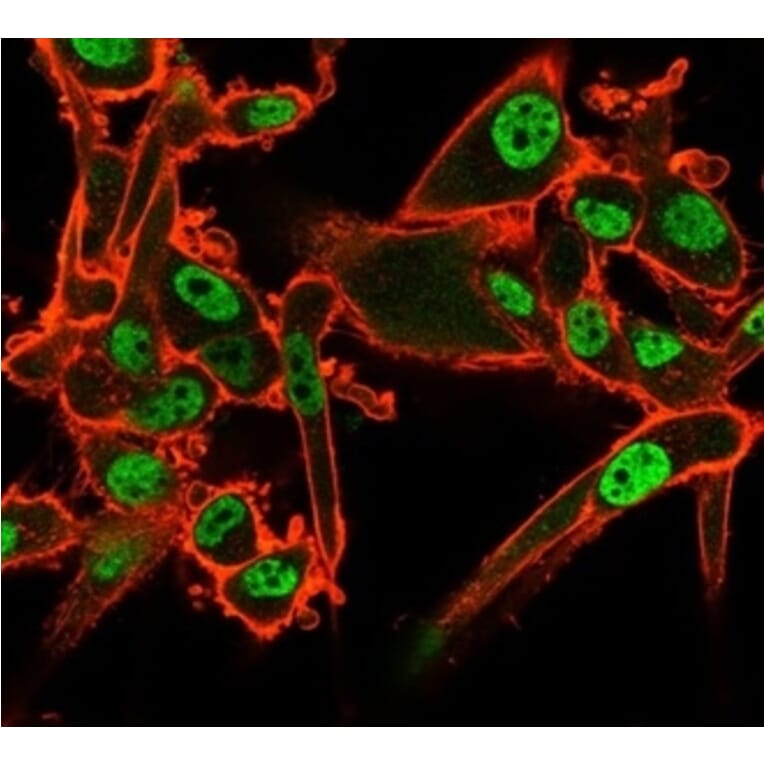 Immunofluorescence - Anti-QKI Antibody [PCRP-QKI-2F10] - BSA and Azide free (A278440) - Antibodies.com