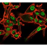 Immunofluorescence - Anti-QKI Antibody [PCRP-QKI-2F10] - BSA and Azide free (A278440) - Antibodies.com