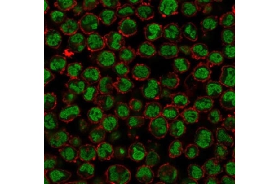 Immunofluorescence - Anti-QKI Antibody [PCRP-QKI-2F10] - BSA and Azide free (A278440) - Antibodies.com
