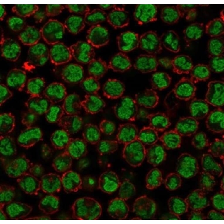 Immunofluorescence - Anti-QKI Antibody [PCRP-QKI-2F10] - BSA and Azide free (A278440) - Antibodies.com