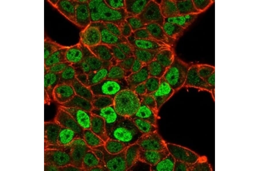 Immunofluorescence - Anti-QKI Antibody [PCRP-QKI-2F10] - BSA and Azide free (A278440) - Antibodies.com