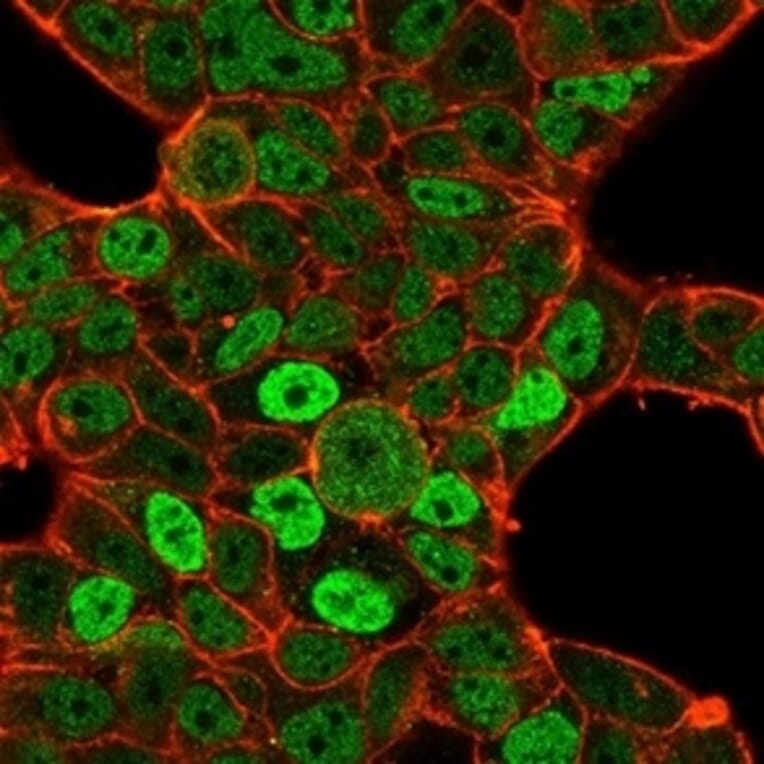 Immunofluorescence - Anti-QKI Antibody [PCRP-QKI-2F10] - BSA and Azide free (A278440) - Antibodies.com