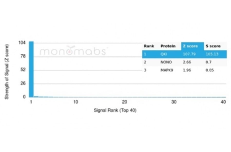 Protein Array - Anti-QKI Antibody [PCRP-QKI-2F10] - BSA and Azide free (A278440) - Antibodies.com