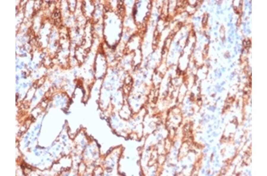 Immunohistochemistry - Anti-CD36 Antibody [CD36/7217] - BSA and Azide free (A278442) - Antibodies.com