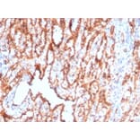 Immunohistochemistry - Anti-CD36 Antibody [CD36/7217] - BSA and Azide free (A278442) - Antibodies.com