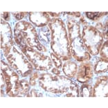 Immunohistochemistry - Anti-CD40L Antibody [CD40LG/4675] - BSA and Azide free (A278444) - Antibodies.com