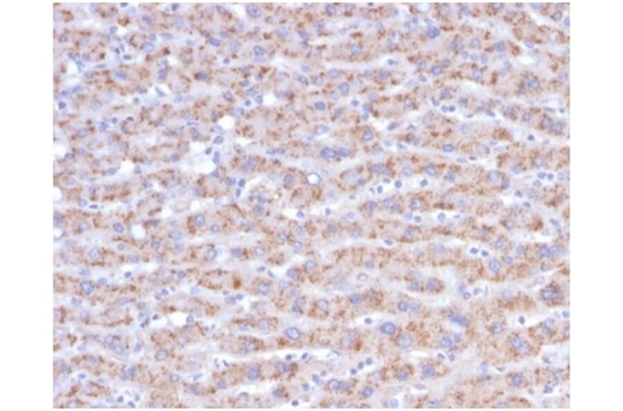 Immunohistochemistry - Anti-CD40L Antibody [CD40LG/4675] - BSA and Azide free (A278444) - Antibodies.com