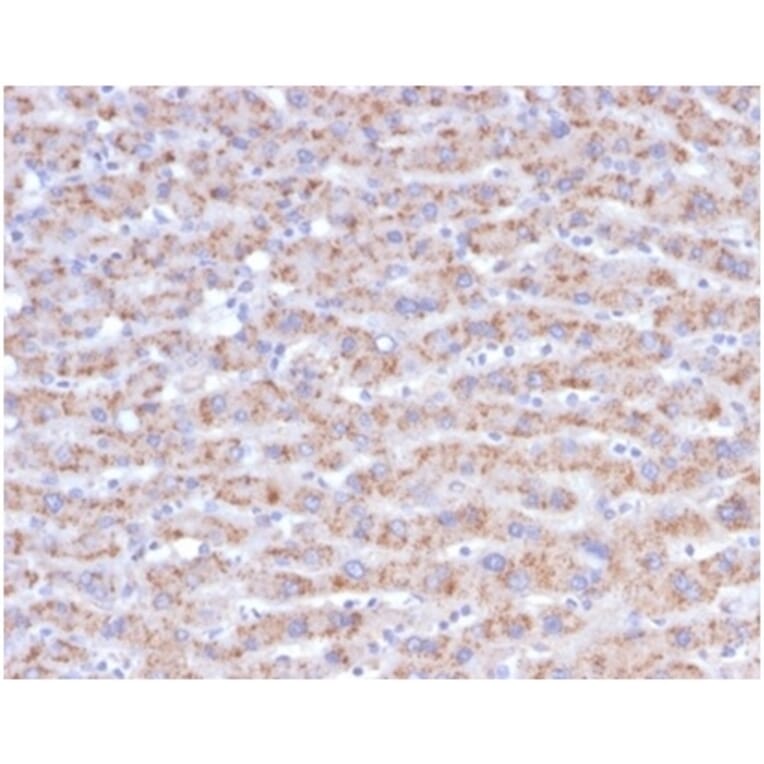 Immunohistochemistry - Anti-CD40L Antibody [CD40LG/4675] - BSA and Azide free (A278444) - Antibodies.com