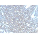Immunohistochemistry - Anti-CD48 Antibody [CD48/4783] - BSA and Azide free (A278445) - Antibodies.com