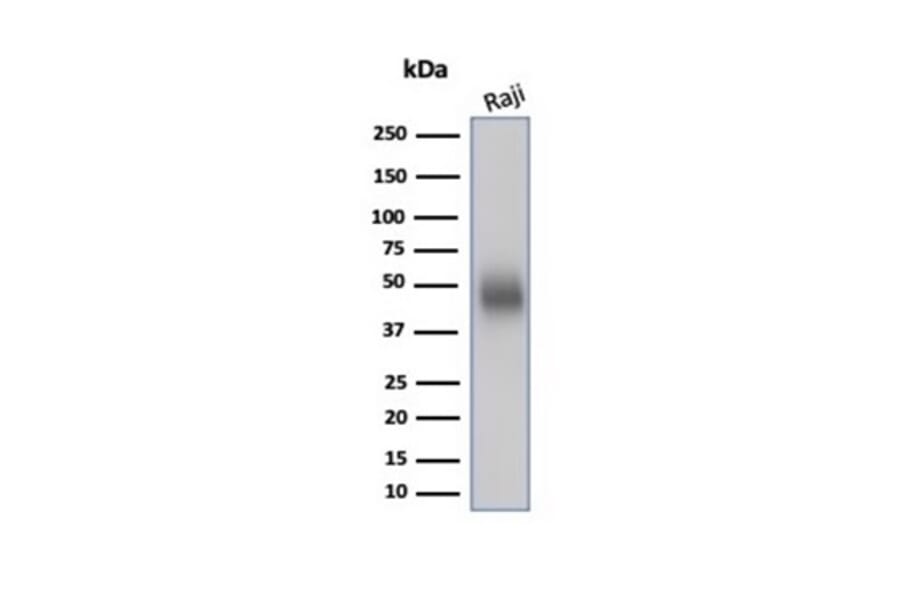Western Blot - Anti-CD48 Antibody [CD48/4783] - BSA and Azide free (A278445) - Antibodies.com
