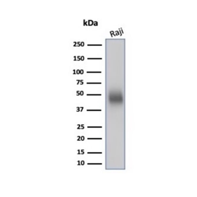 Western Blot - Anti-CD48 Antibody [CD48/4783] - BSA and Azide free (A278445) - Antibodies.com