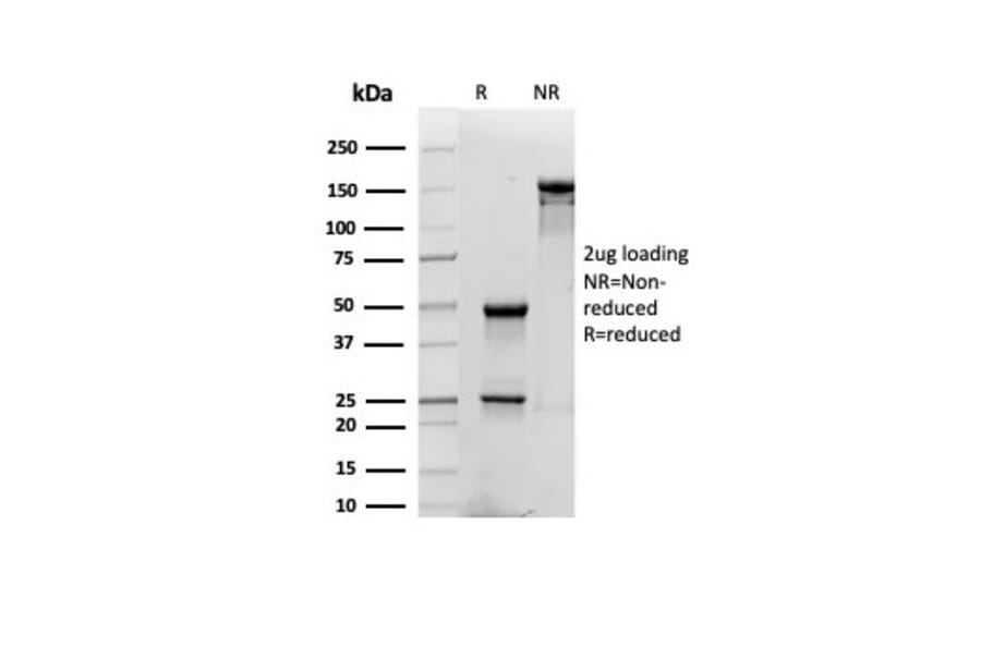 SDS-PAGE - Anti-CD48 Antibody [CD48/4784] - BSA and Azide free (A278446) - Antibodies.com
