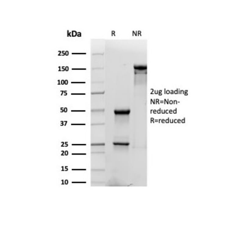 SDS-PAGE - Anti-CD48 Antibody [CD48/4784] - BSA and Azide free (A278446) - Antibodies.com