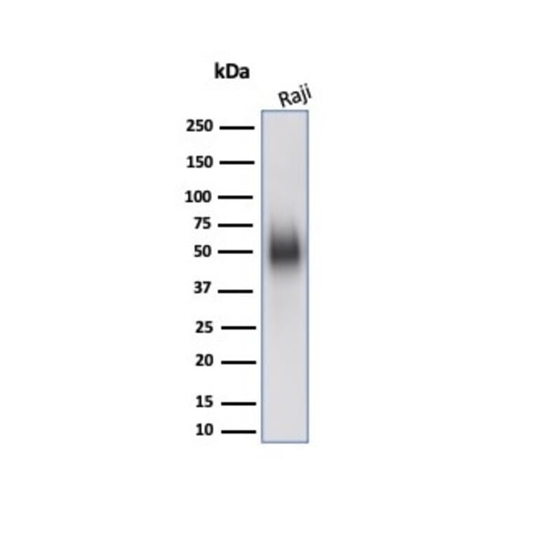 Western Blot - Anti-CD48 Antibody [CD48/4784] - BSA and Azide free (A278446) - Antibodies.com