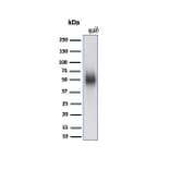 Western Blot - Anti-CD48 Antibody [CD48/4784] - BSA and Azide free (A278446) - Antibodies.com