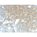 Immunohistochemistry - Anti-CD48 Antibody [CD48/4785] - BSA and Azide free (A278447) - Antibodies.com